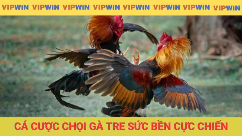 Bật mí cá cược chọi gà tre với sức bền cực chiến