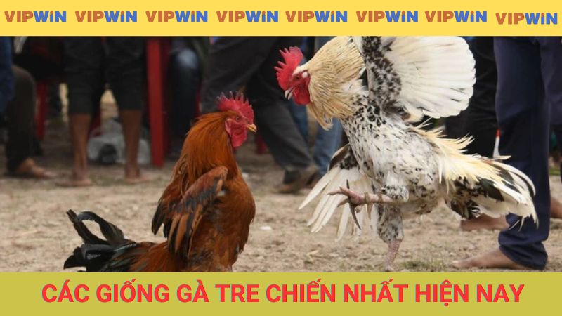 Tìm hiểu các giống gà tre chiến nhất hiện nay