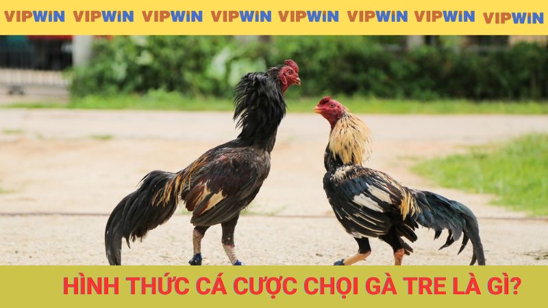 Khám phá hình thức cá cược chọi gà tre là gì