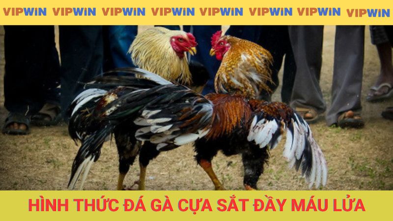 Tìm hiểu hình thức đá gà cựa sắt đầy máu lửa