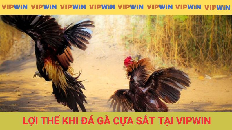 Lợi thế khi chọi gà cựa sắt tại nhà cái VIPWIN
