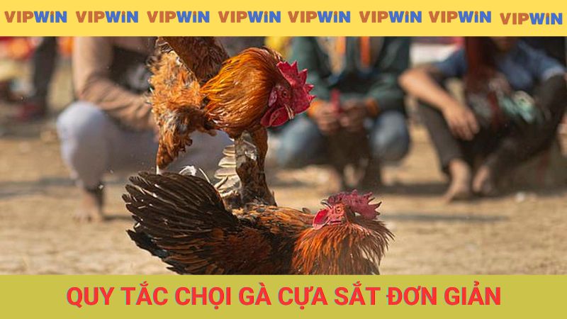 Quy tắc chọi gà cựa sắt đơn giản bạn nên biết