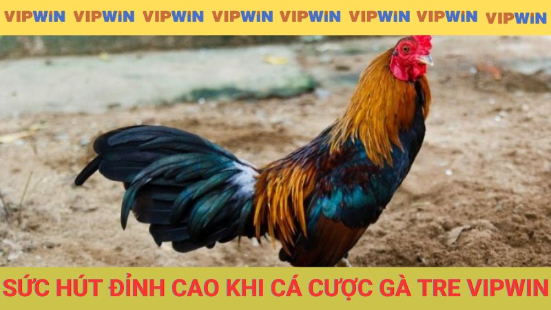 Khám phá hình thức cá cược chọi gà tre là gì