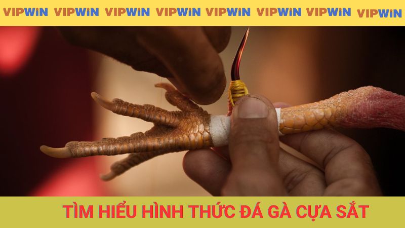 Tìm hiểu hình thức đá gà cựa sắt là gì
